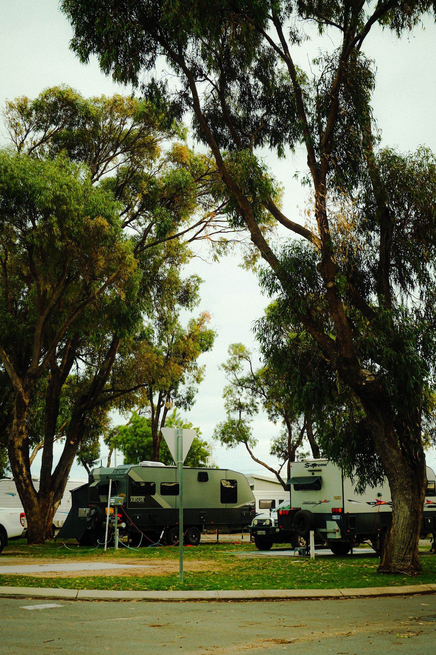 Campers and RVs beneath tall trees at a campground